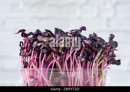 Microgreens im Topf - Purble Rettich - gesunde Superfood Stockfoto