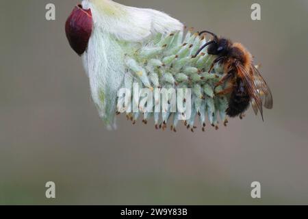 Natürliche Nahaufnahme einer männlichen zweifarbigen Bergbaubiene, Andrena Bicolor, die auf einer weiblichen Ziegenweide-Katzenblume sitzt Stockfoto