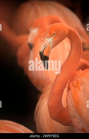 Flamingos - es gibt sechs verschiedene Flamingos-Arten in WWT Slimbridge. Dies sind amerikanische Flamingos (Karibische Flamingos) in ihrem Gehege auf einem Stockfoto