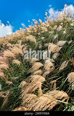 Chinesisches Silbergras im Yangmingshan-Nationalpark, Taipeh, Taiwan Stockfoto