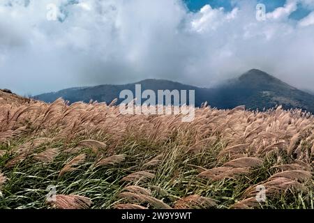 Chinesisches Silbergras im Yangmingshan-Nationalpark, Taipeh, Taiwan Stockfoto