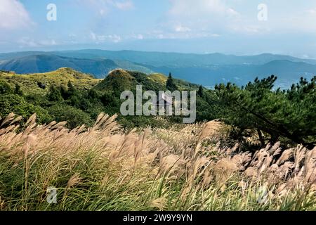 Chinesisches Silbergras im Yangmingshan-Nationalpark, Taipeh, Taiwan Stockfoto