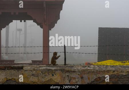 Ayodhya, Indien. Dezember 2023. Ein Affe sitzt an einem nebeligen Wintermorgen in Ayodhya an einer Wand. Die Wintersaison, die im Oktober beginnt und bis März dauert, ist die beste Zeit für einen Besuch in Ayodhya. Die Temperaturen in dieser Saison liegen zwischen 20Â °C am Tag und 5Â °C in der Nacht. (Credit Image: © Biplov Bhuyan/SOPA Images via ZUMA Press Wire) NUR REDAKTIONELLE VERWENDUNG! Nicht für kommerzielle ZWECKE! Stockfoto