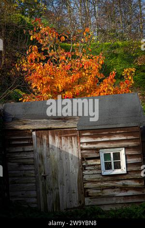 Abgenutzte und einstürzende Holzhütte mit kleinem Fenster auf einem Hügel mit herbstlichen Bäumen Stockfoto