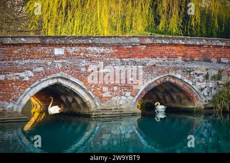 Zwei weiße Schwäne ruhen unter der aus Backsteinen gebauten Toppesfield Bridge aus dem 13. Jahrhundert über den Brett bei Hadleigh Suffolk England Stockfoto