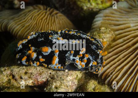 Phyllidia coelestis, Phyllidiidae, Anilao, Philippinen, Asien Stockfoto