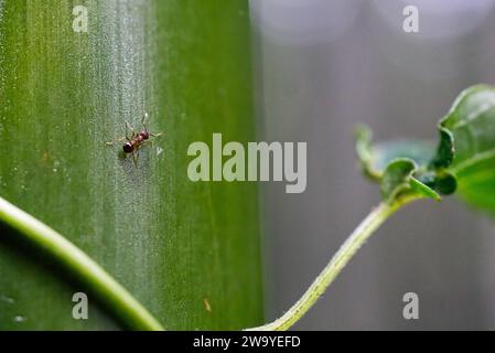 Ameise auf einem Bambusstamm Stockfoto