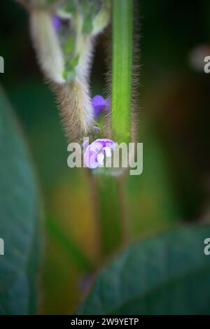 Violette Blume von Sojabohnen-Nahaufnahme. Soja auf dem nicht gentechnisch veränderten Feld. Glycin max, Sojabohnen, Sojasprossen, die Sojabohnen im industriellen Maßstab anbauen. Jung Stockfoto