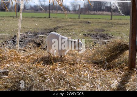 Ländliche Gelassenheit: Baby-Ziege auf dem Heu mit grünen Feldern im Hintergrund Stockfoto