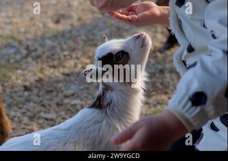 Tierverbindung: Ein Kind füttert eine entzückende Ziege auf einem Bauernhof Stockfoto