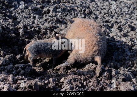 In einem rustikalen Bauernhof pflegt ein Mutterschwein mit schmutzigem braunem, lockigem Fell ihre Ferkel zärtlich. Die schlammige Umgebung und die einfache, erdige Tonne Stockfoto