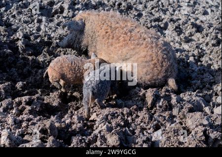 In einem rustikalen Bauernhof pflegt ein Mutterschwein mit schmutzigem braunem, lockigem Fell ihre Ferkel zärtlich. Die schlammige Umgebung und die einfache, erdige Tonne Stockfoto