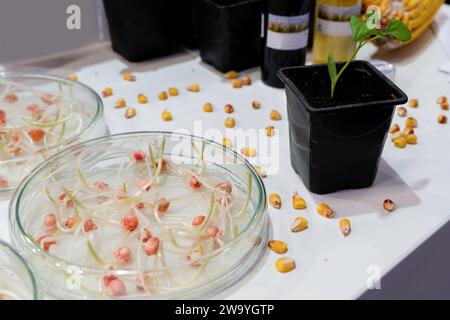 Weizen- und Bohnenanbau im Labor. Intelligente Technologien in der Landwirtschaft. Stockfoto