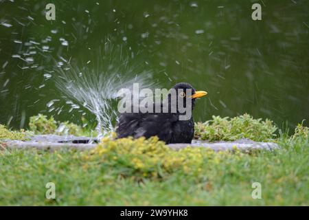 Eurasische Amsel Turdus merula, männliche Badung im Garten Vogelbad, County Durham, England, Vereinigtes Königreich. Stockfoto