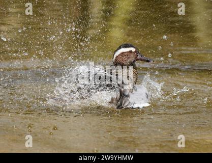 Garganey Anas querquedula, männliche Bade, Norfolk, England, Vereinigtes Königreich, April. Stockfoto