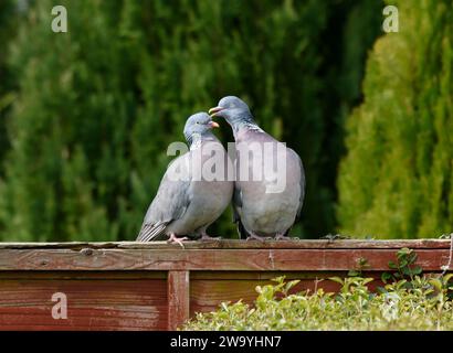 Gemeine Holztaube Columba palumbus, ein Paar, das ein Balzritual durchführt, auf einem Gartenzaun, County Durham, England, Großbritannien, März. Stockfoto