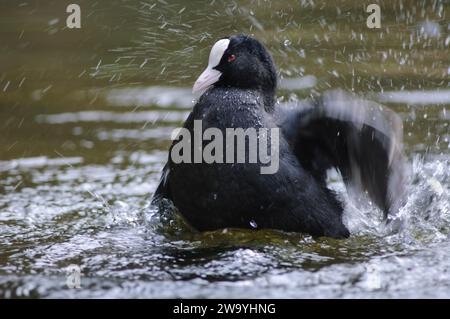 Eurasian coot Fulica atra, Bading, County Durham, England, Vereinigtes Königreich, April. Stockfoto