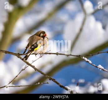 Nahaufnahme eines europäischen Goldfinks, der auf einem Ast eines schneebedeckten Baumes sitzt Stockfoto