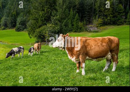 Herde glücklicher Kühe auf einer Alm in den alpen Stockfoto