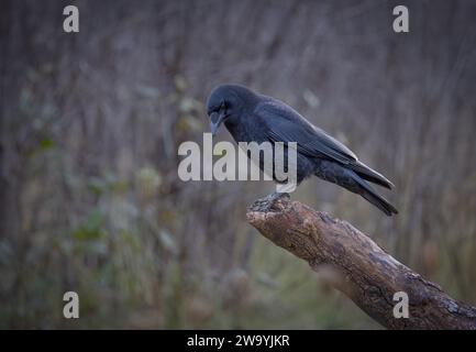 American Crow hockte an einem kalten Herbsttag in Ottawa, Kanada, auf einem Zweig Stockfoto