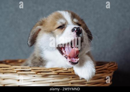 Kleiner Welpe Waliser Corgi, lustige Gähnen, sitzen in Korb. Zucht und Fütterung reinrassiger Welpen. Hundefutter. Haustiere. Merkmale der Hündchenhaltung. Vete Stockfoto