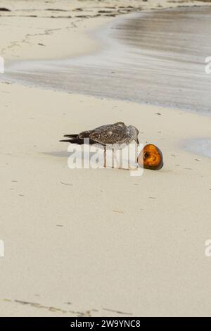 Möwen und Vögel am frühen Morgen am Strand Stockfoto