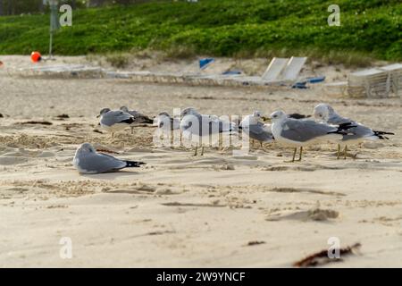 Möwen und Vögel am frühen Morgen am Strand Stockfoto