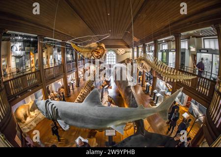 Göteborg, Schweden - Januar 30 2016: G?teborgs Naturhistoriska Museum und seine Sammlung von Walen und Haien. Stockfoto