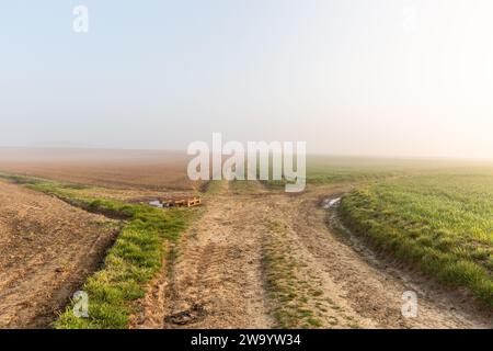 Landstraßen verschwinden im Nebel eines Frühlingsmorgens Stockfoto