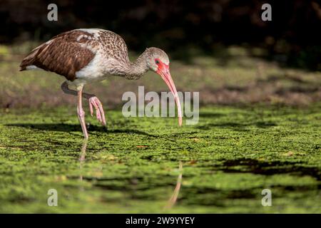 Unreife American White Ibis (Eudocimus albus), die durch den Sumpf am Lake Marian, Florida, USA, laufen Stockfoto