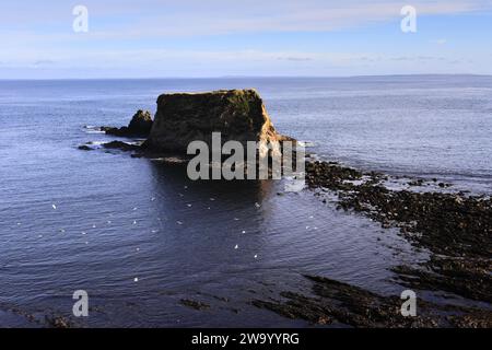 Blick auf Cleet of Brough Rocks, Brough Village, Caithness, Schottland, Großbritannien Stockfoto