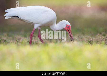 American White Ibis (Eudocimus albus) bei einem Spaziergang durch Gras in der Nähe von Lake Parker, Florida, USA Stockfoto