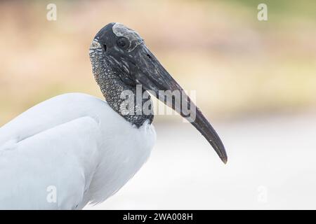 Holzstorch (Mycteria americana) Porträt, Lake Parker, Florida, USA Stockfoto