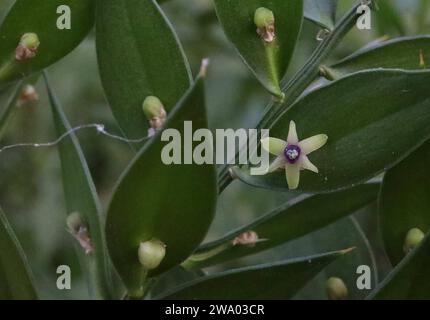 28.12.2023 / Sachsen Anhalt Sachsen-Anhalt Winterführung Botanischer Garten Winterblüher Blüten im Winter blühende Pflanzen Mäusedorn Ruscus aculeatus auch Stacheliger Mäusedorn oder Dornmyrte genannt *** 28 12 2023 Sachsen Anhalt Sachsen Anhalt Winter Tour Botanischer Garten Winterblumen im Winter blühende Pflanzen Metzgerbesen Ruscus aculeatus, auch bekannt als stachelige Metzgerbesen oder dornmyrte Stockfoto