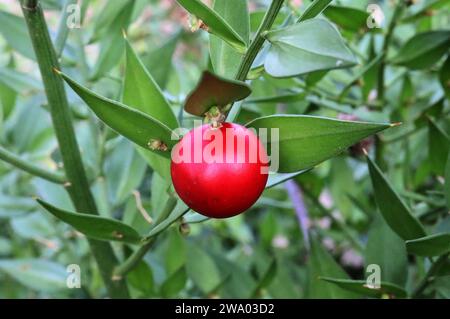 28.12.2023 / Sachsen Anhalt Sachsen-Anhalt Winterführung Botanischer Garten Winterblüher Blüten im Winter blühende Pflanzen Mäusedorn Ruscus aculeatus auch Frucht Beere Stacheliger Mäusedorn oder Dornmyrte genannt *** 28 12 2023 Sachsen Anhalt Sachsen Anhalt Wintertour Botanischer Garten Winterblumen im Winter blühende Pflanzen Metzgerbesen Ruscus aculeatus auch Fruchtbeere Feigenmetzger Besen oder dornmyrte genannt Stockfoto