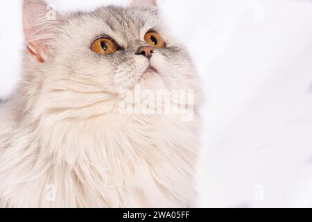 Dieses wunderschöne persische Kätzchen strahlt Eleganz mit seinen zarten Details und einem atemberaubenden weißen flauschigen Fell aus. Die goldenen, breiten Augen sprechen von... Stockfoto