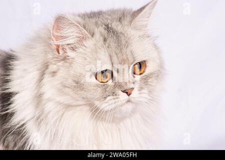 Dieses wunderschöne persische Kätzchen strahlt Eleganz mit seinen zarten Details und einem atemberaubenden weißen flauschigen Fell aus. Die goldenen, breiten Augen sprechen von... Stockfoto