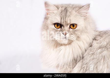 Dieses wunderschöne persische Kätzchen strahlt Eleganz mit seinen zarten Details und einem atemberaubenden weißen flauschigen Fell aus. Die goldenen, breiten Augen sprechen von... Stockfoto