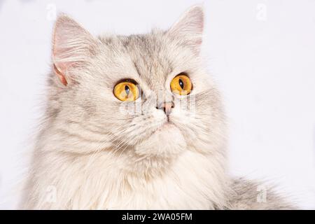 Dieses wunderschöne persische Kätzchen strahlt Eleganz mit seinen zarten Details und einem atemberaubenden weißen flauschigen Fell aus. Die goldenen, breiten Augen sprechen von... Stockfoto