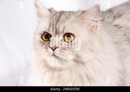 Dieses wunderschöne persische Kätzchen strahlt Eleganz mit seinen zarten Details und einem atemberaubenden weißen flauschigen Fell aus. Die goldenen, breiten Augen sprechen von... Stockfoto