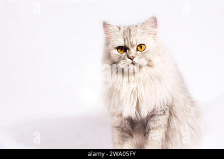 Dieses wunderschöne persische Kätzchen strahlt Eleganz mit seinen zarten Details und einem atemberaubenden weißen flauschigen Fell aus. Die goldenen, breiten Augen sprechen von... Stockfoto