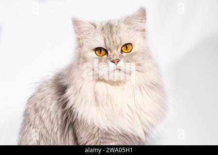 Dieses wunderschöne persische Kätzchen strahlt Eleganz mit seinen zarten Details und einem atemberaubenden weißen flauschigen Fell aus. Die goldenen, breiten Augen sprechen von... Stockfoto