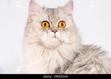 Dieses wunderschöne persische Kätzchen strahlt Eleganz mit seinen zarten Details und einem atemberaubenden weißen flauschigen Fell aus. Die goldenen, breiten Augen sprechen von... Stockfoto