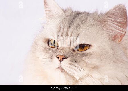 Dieses wunderschöne persische Kätzchen strahlt Eleganz mit seinen zarten Details und einem atemberaubenden weißen flauschigen Fell aus. Die goldenen, breiten Augen sprechen von... Stockfoto