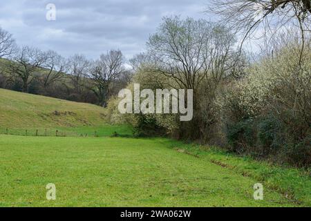 Grünes Grasfeld, Gras, im Hintergrund der Anfang eines kleinen Waldes, mit den ersten Bäumen in Blüte, im Hintergrund der Anfang eines kleinen Stockfoto