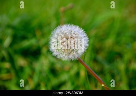 Nahaufnahme einer weißen Löwenzahnblüte im Hintergrund, unscharf, in Boqué, dem Grün des Grases Stockfoto