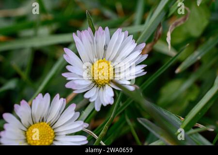 Nahaufnahme von zwei Blumen, Gänseblümchen, kleinen wilden Jungen, kürzlich blühend, mit einem gelben Zentrum, weißen Blütenblättern mit lila Punkten. Stockfoto