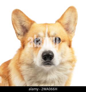 Welsh Corgi Pembroke Dog isoliert auf weißem Hintergrund im Studio Stockfoto