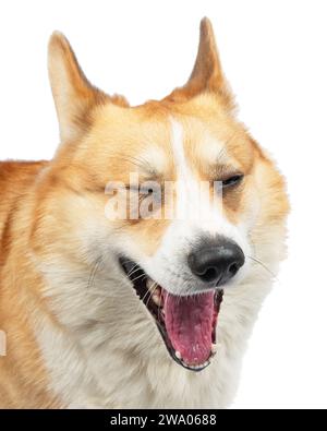 Welsh Corgi Pembroke Dog isoliert auf weißem Hintergrund im Studio Stockfoto