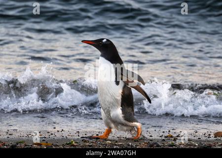 Ein Gentoo-Pinguin tanzt am Meer Stockfoto